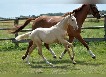 Polnisches Halbblut, Stute, , 167 cm, Palomino
