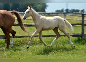Polnisches Halbblut, Stute, , 167 cm, Palomino