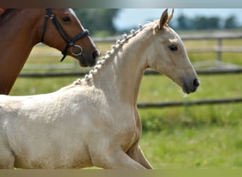 Polnisches Halbblut, Stute, , 167 cm, Palomino