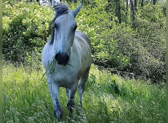 Polnisches Halbblut Mix, Wallach, 10 Jahre, 155 cm, Schimmel