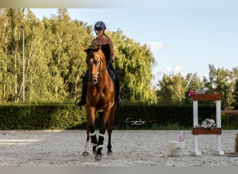 Polnisches Halbblut, Wallach, 10 Jahre, 167 cm, Brauner