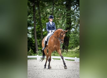 Polnisches Halbblut, Wallach, 10 Jahre, 167 cm, Brauner