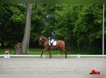 Polnisches Halbblut, Wallach, 10 Jahre, 167 cm, Brauner