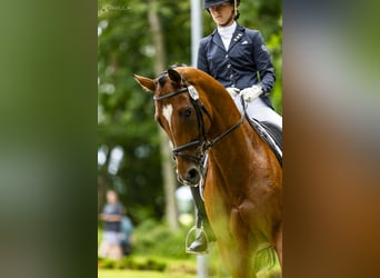 Polnisches Halbblut, Wallach, 10 Jahre, 167 cm, Brauner