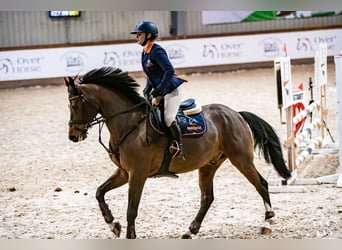 Polnisches Halbblut, Wallach, 10 Jahre, 167 cm, Brauner
