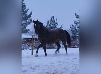 Polnisches Halbblut, Wallach, 10 Jahre, 167 cm, Dunkelfuchs