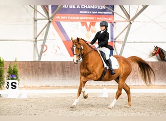 Polnisches Halbblut, Wallach, 10 Jahre, 176 cm, Fuchs