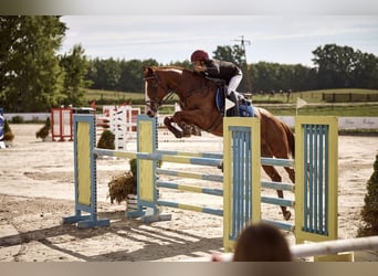 Polnisches Halbblut, Wallach, 11 Jahre, 165 cm, Fuchs