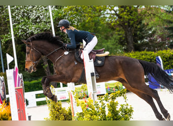 Polnisches Halbblut, Wallach, 11 Jahre, 170 cm, Dunkelbrauner