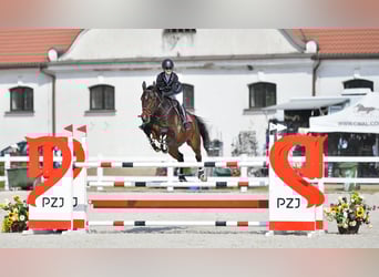 Polnisches Halbblut, Wallach, 11 Jahre, 170 cm, Rotbrauner