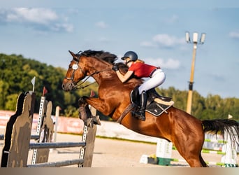 Polnisches Halbblut, Wallach, 11 Jahre, 173 cm, Rotbrauner
