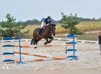 Polnisches Halbblut, Wallach, 11 Jahre