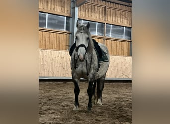 Polnisches Halbblut Mix, Wallach, 12 Jahre, 156 cm, Schimmel