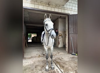 Polnisches Halbblut, Wallach, 12 Jahre, 162 cm, Schimmel