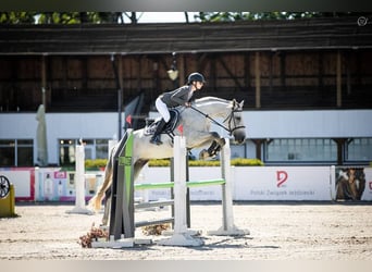 Polnisches Halbblut, Wallach, 12 Jahre, 165 cm, Schimmel