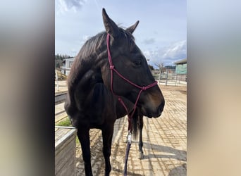 Polnisches Halbblut Mix, Wallach, 13 Jahre, 160 cm, Rappe