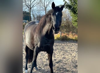 Polnisches Halbblut, Wallach, 13 Jahre, 165 cm, Rappe