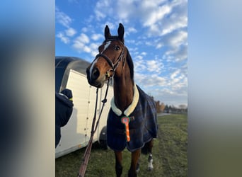 Polnisches Halbblut Mix, Wallach, 14 Jahre, 175 cm, Rotbrauner