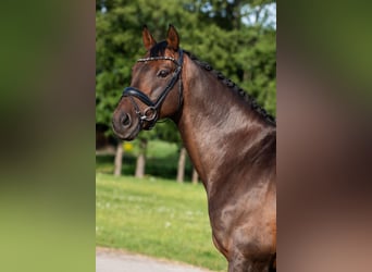 Polnisches Halbblut, Wallach, 15 Jahre, 164 cm, Brauner