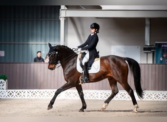 Polnisches Halbblut, Wallach, 15 Jahre, 164 cm, Brauner