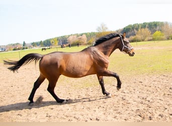 Polnisches Halbblut, Wallach, 15 Jahre, 165 cm, Brauner