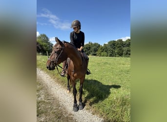 Polnisches Halbblut, Wallach, 15 Jahre, 165 cm, Brauner