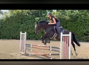 Polnisches Halbblut, Wallach, 15 Jahre, 165 cm, Dunkelbrauner