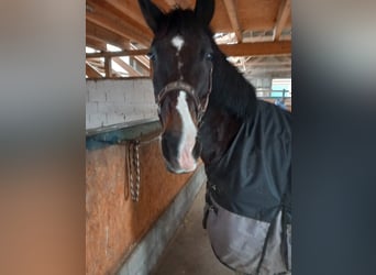 Polnisches Halbblut, Wallach, 17 Jahre, 168 cm, Schwarzbrauner