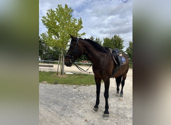 Polnisches Halbblut, Wallach, 18 Jahre, 175 cm, Brauner