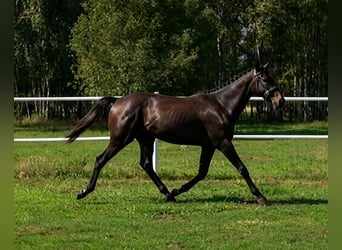 Polnisches Halbblut, Wallach, 1 Jahr, 160 cm, Schimmel