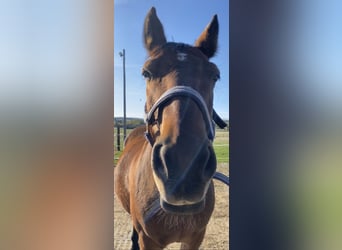 Polnisches Halbblut, Wallach, 21 Jahre, 158 cm, Brauner