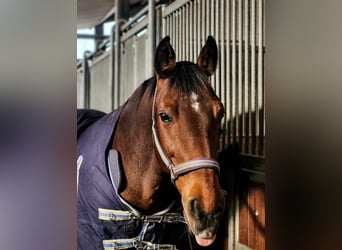 Polnisches Halbblut, Wallach, 21 Jahre, 158 cm, Brauner