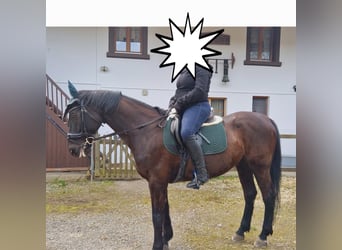 Polnisches Halbblut, Wallach, 21 Jahre, 160 cm, Dunkelbrauner