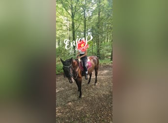 Polnisches Halbblut, Wallach, 21 Jahre, 160 cm, Dunkelbrauner