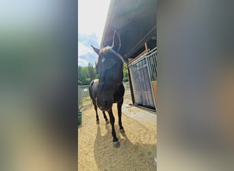 Polnisches Halbblut, Wallach, 21 Jahre, 160 cm, Dunkelbrauner