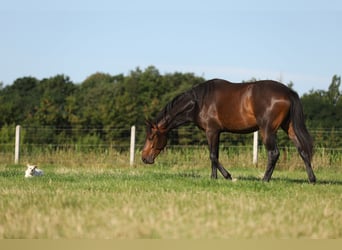 Polnisches Halbblut, Wallach, 2 Jahre, 165 cm, Dunkelbrauner