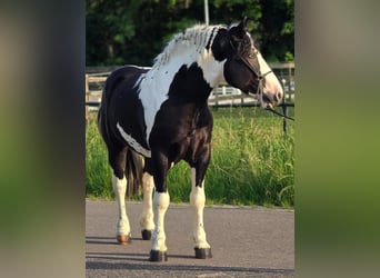 Polnisches Halbblut, Wallach, 3 Jahre, 149 cm, Schecke