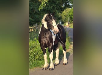Polnisches Halbblut, Wallach, 3 Jahre, 149 cm, Schecke