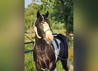 Polnisches Halbblut, Wallach, 3 Jahre, 149 cm, Schecke