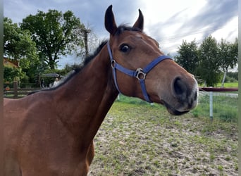 Polnisches Halbblut, Wallach, 3 Jahre, 156 cm, Brauner