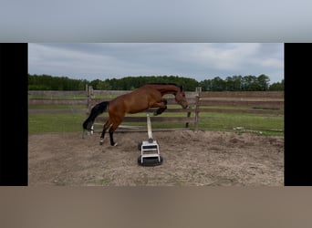 Polnisches Halbblut, Wallach, 3 Jahre, 156 cm, Brauner