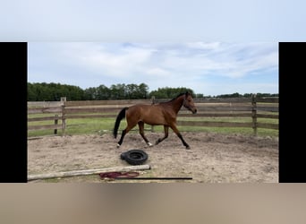 Polnisches Halbblut, Wallach, 3 Jahre, 156 cm, Brauner