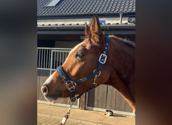 Polnisches Halbblut, Wallach, 3 Jahre, 158 cm, Brauner