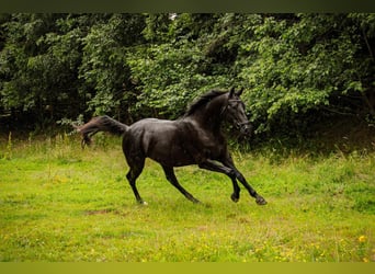 Polnisches Halbblut, Wallach, 3 Jahre, 160 cm, Rappe