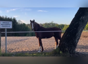 Polnisches Halbblut, Wallach, 3 Jahre, 163 cm, Fuchs