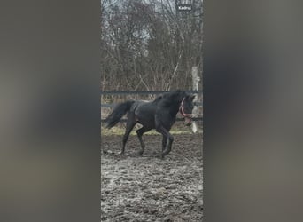 Polnisches Halbblut, Wallach, 3 Jahre, 163 cm, Rotbrauner