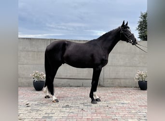 Polnisches Halbblut, Wallach, 3 Jahre, 165 cm, Rappe