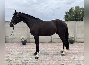 Polnisches Halbblut, Wallach, 3 Jahre, 165 cm, Rappe