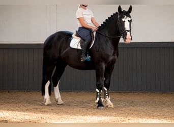 Polnisches Halbblut, Wallach, 3 Jahre, 170 cm, Rappe