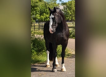 Polnisches Halbblut, Wallach, 3 Jahre, 170 cm, Rappe